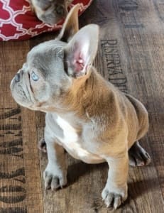 French bulldogs for sale near me