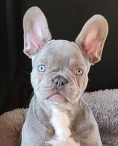 Lilac French Bulldog Puppy for sale