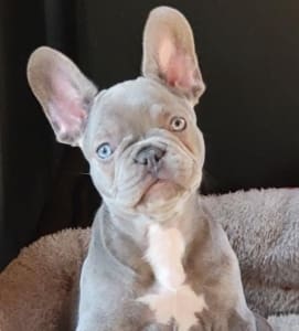 Lilac French Bulldogs for sale
