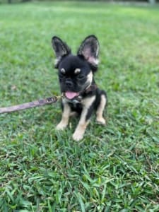 Fluffy French bulldogs for sale