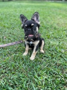 Frenchie Puppies for sale near me