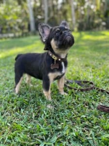 Fluffy French bulldog puppies for sale