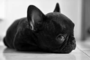 Black French Bulldog Puppies