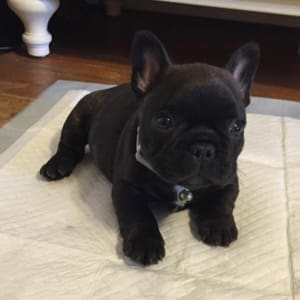 Black French Bulldog Puppies for sale