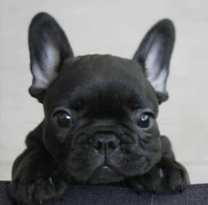 Black Frenchie Puppy for sale