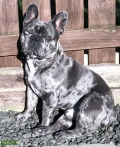 Blue Merle French Bulldog Puppies for sale