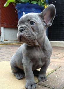 French Bulldog babies for sale