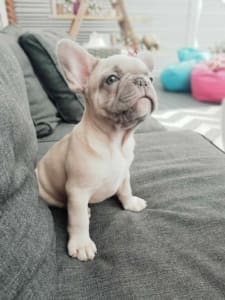 Isabella Merle Frenchie Puppies for sale
