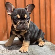black and tan French Bulldog puppies for sale