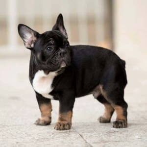 Black and Tan Frenchie Puppies for sale