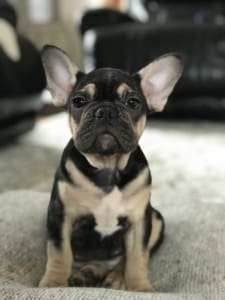 black and tan frenchie puppies