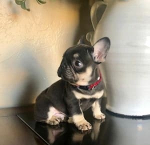 black and tan frenchie puppy for sale