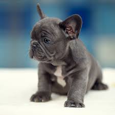 blue French bulldog puppy