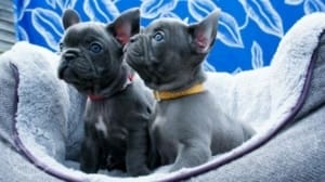 Blue French Bulldog Pups