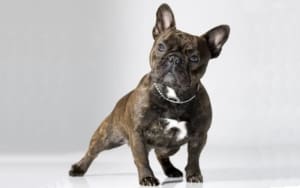 brindle french bulldog puppies for sale