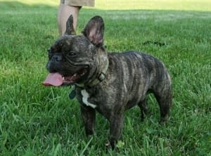 Brindle Frenchie Puppies for sale