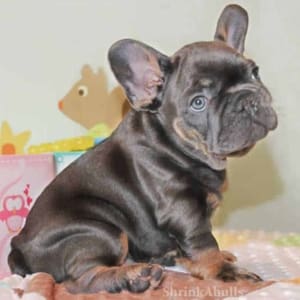 Chocolate French Bulldog puppies for sale