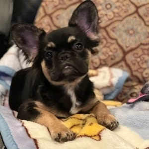 fluffy Frenchie for sale