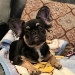 Fluffy Frenchie Puppies for sale near me