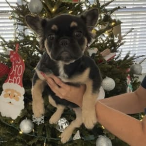 Frenchie for sale Tampa
