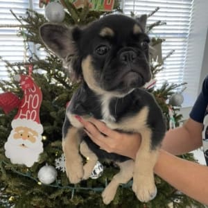 Frenchie Puppies Tampa