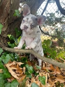 Frenchie puppy for sale