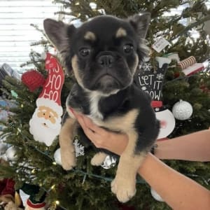 fluffy French Bulldog puppies for sale near me