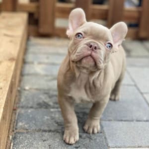 Isabella French Bulldog puppies for sale