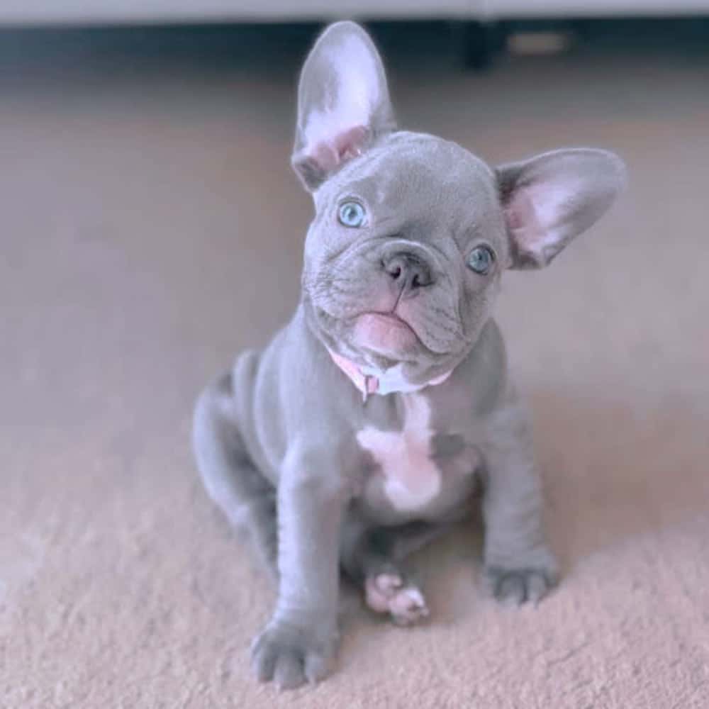 Lilac French Bulldog Puppies for sale