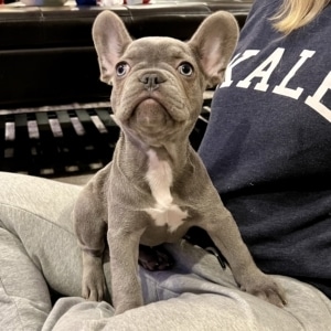 lilac French Bulldogs
