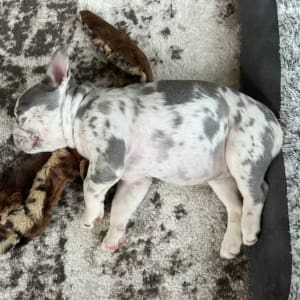 Merle Frenchie puppy for sale