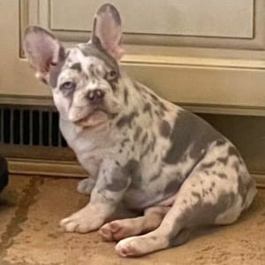lilac merle frenchy
