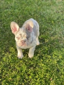 Lilac Merle Frenchie for sale
