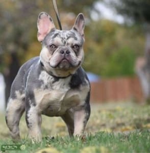 Rare Frenchie colors