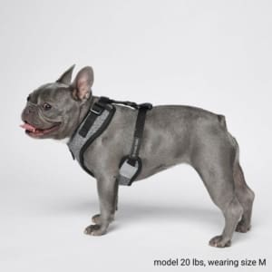 French bulldog harness for sale