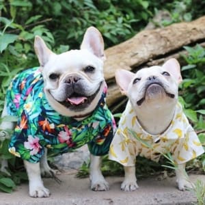 baby French bulldog clothes