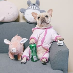 baby Frenchie clothes