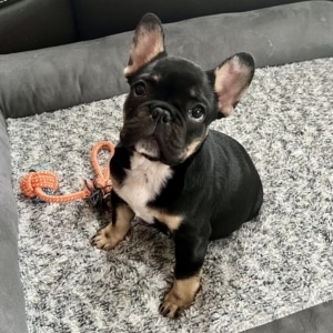 black and tan Frenchie