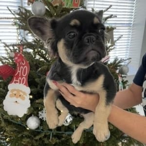 Fluffy Frenchie for sale near me