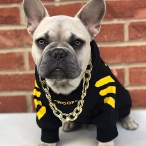 Frenchie clothes for sale