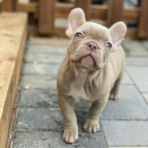 Isabella Frenchie puppies