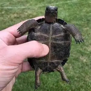 giant tortoise for sale