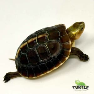box turtle for sale