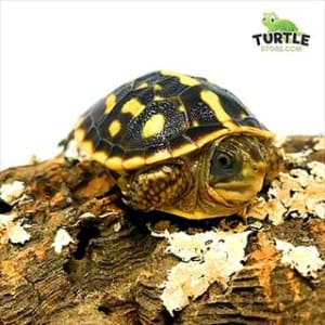 baby box turtle