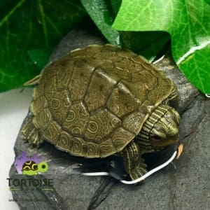 map turtle for sale