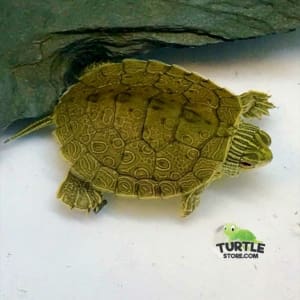 baby map turtle