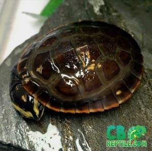 painted turtle for sale