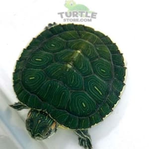 slider turtle for sale