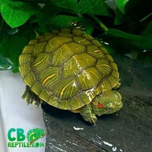 baby slider turtle
