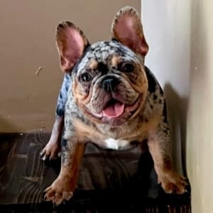 merle frenchie puppy for sale